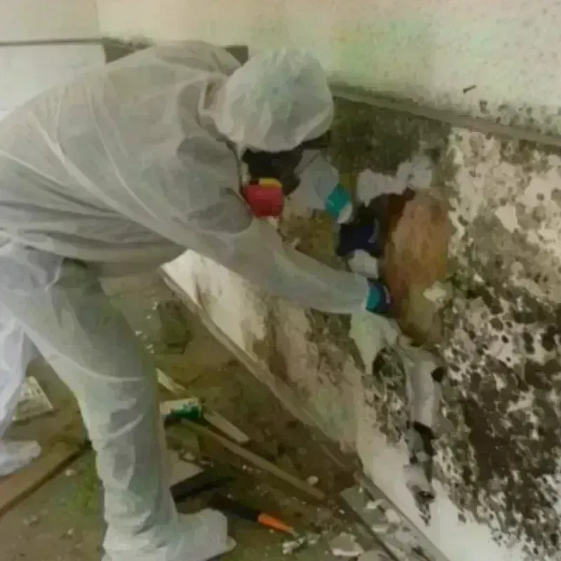 Mold Remediation and Removal in Glenwood Springs, CO